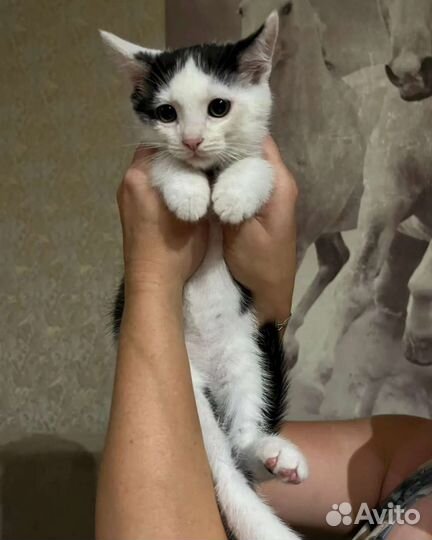 Кошка в дар