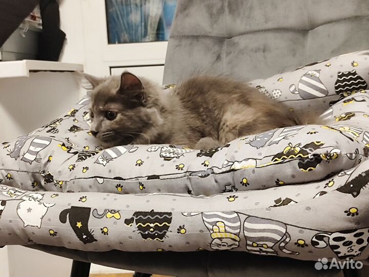 Кошка в дар