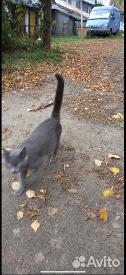 Нашлась кошка