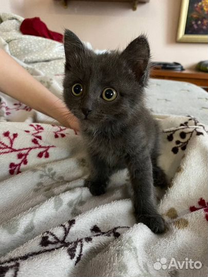 Британский котенок