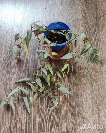 Циссус амазоника