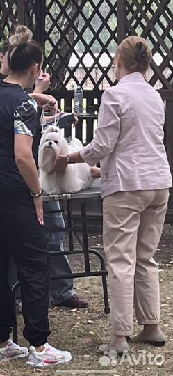 Мальтезе вязка