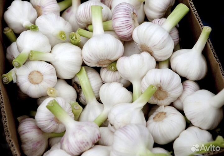 Молодой чеснок