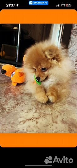 Померанский шпиц