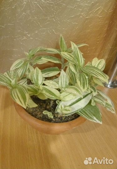 Традесканция Зебрина белоцветковая