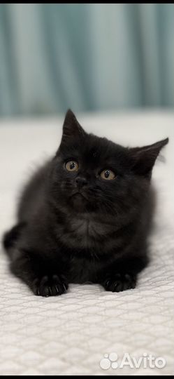 Британская кошечка