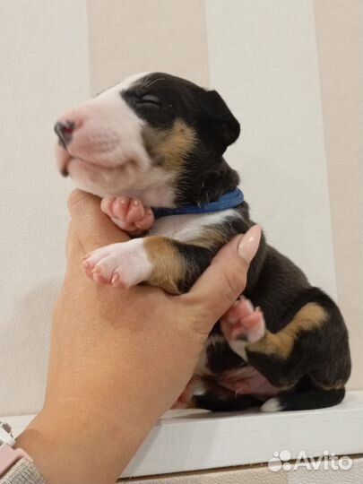 Миниатюрный бультерьер