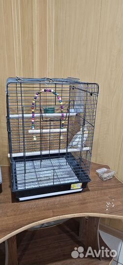 Попугайчики