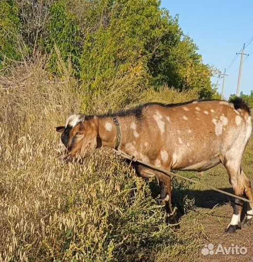 Нубийский козел
