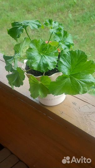 Герань пеларгония