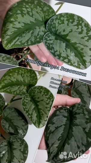 Эпипремнум 