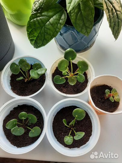 Пилея последний отросток