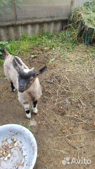 Коза дойная чешская