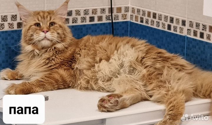 Котята мейн-кун
