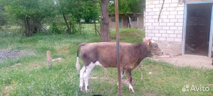Корова дойная с теленком