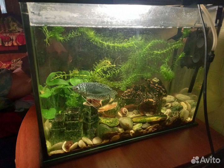 Аквариум 20 литров