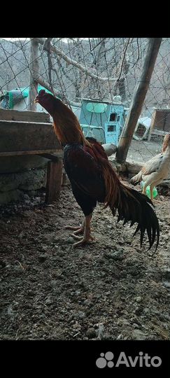 Бойцовский петух