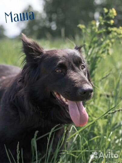 Маша и Снежок небольшие собачки
