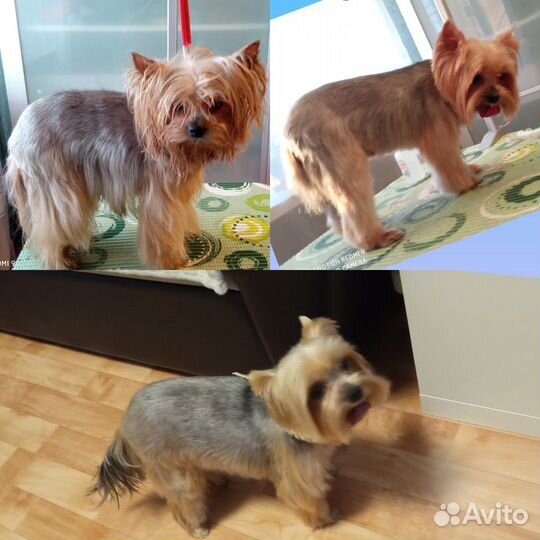 Груминг, стрижка собак, кошек. С выездом