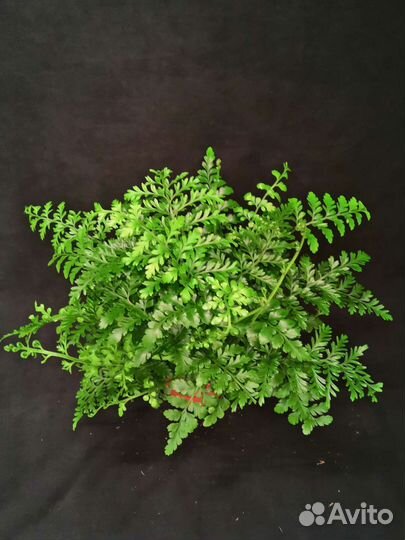 Папоротник асплениум парвати 12/30