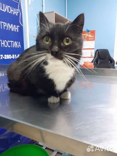 Стерилизованая ласковая красотка