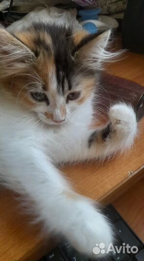 Трехцветная красавица