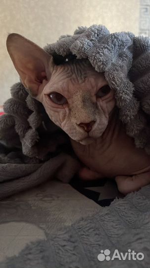 Вязка девочка