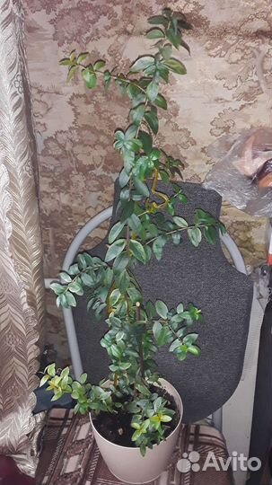 Миртовое дерево пестролистное