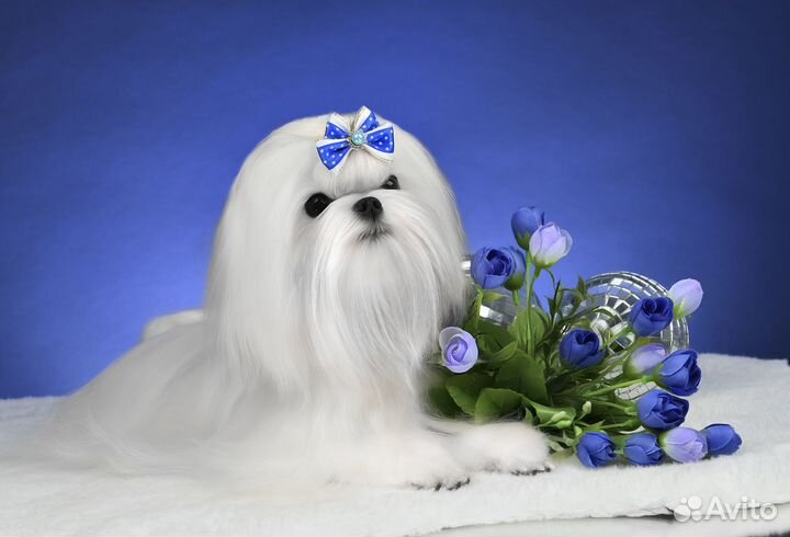 Вязка,кобель мальтезе Корея,мини,курносый РКФ