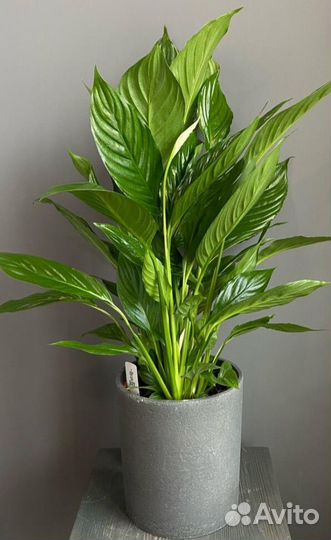 Спатифиллум (женское счастье)