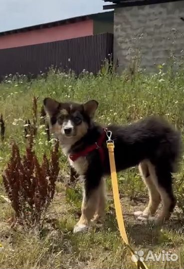 Щенок из приюта бесплатно в добрые руки