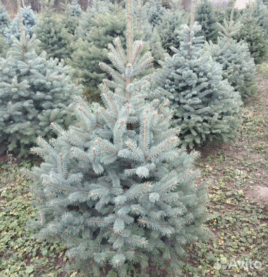 Голубая Глаука ель j-8565