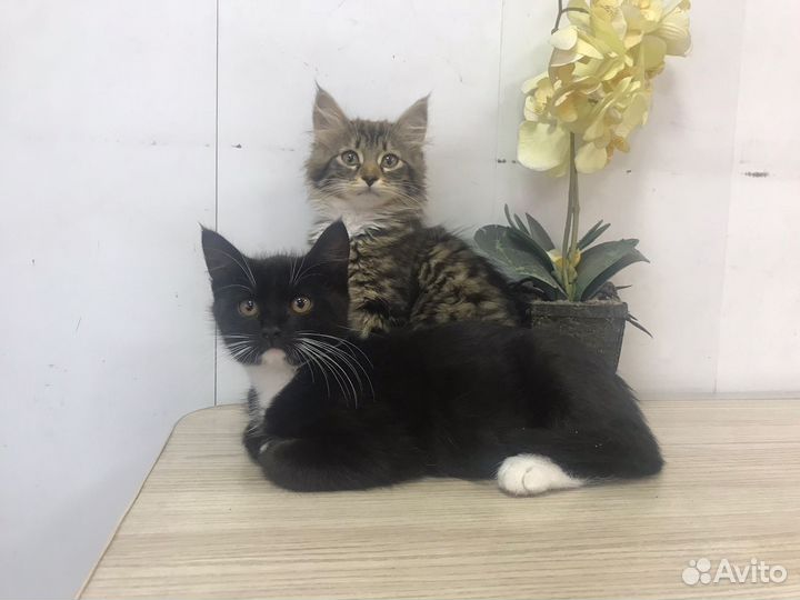 Красавчик котенок Остин в добрые руки