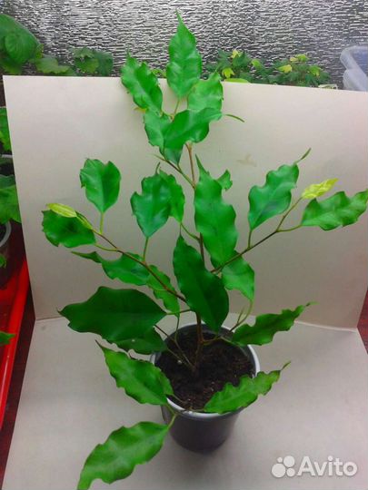 Комнатные растения 2