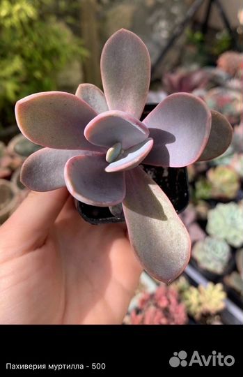 Корейские суккуленты