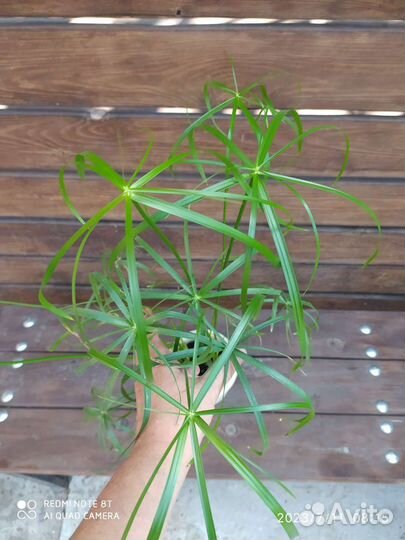 Циперус или болотная пальма