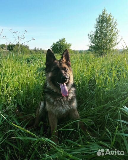 Щенки немецкой овчарки