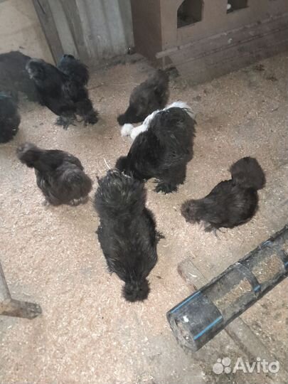 Петух китайский шелковый