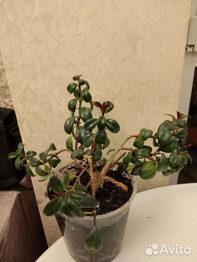 Комнатные растения