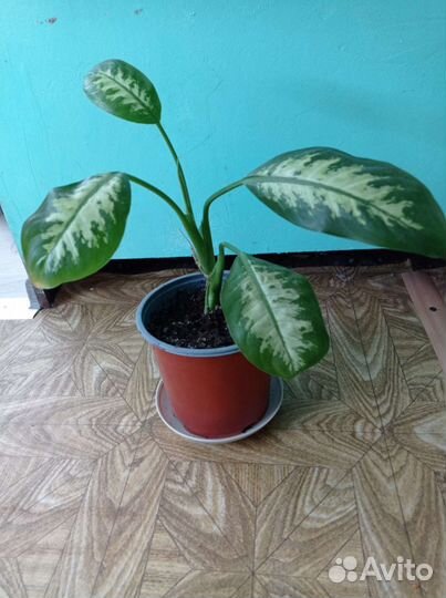 Диффенбахия