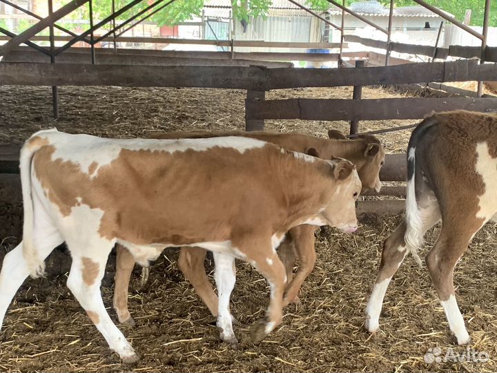 Бычки симменталы