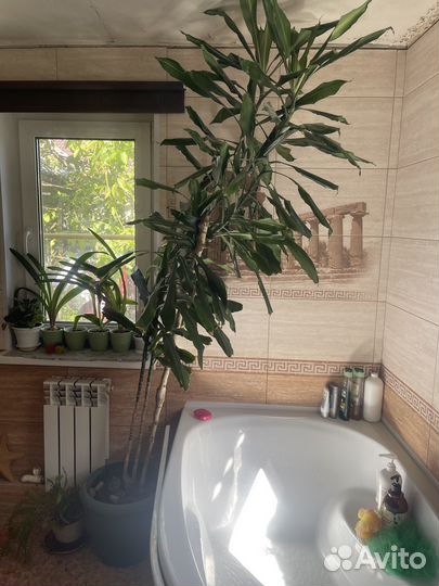 Пальма юкка