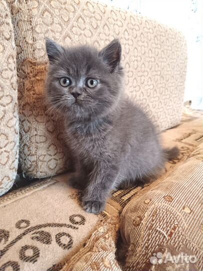 Экзот классический