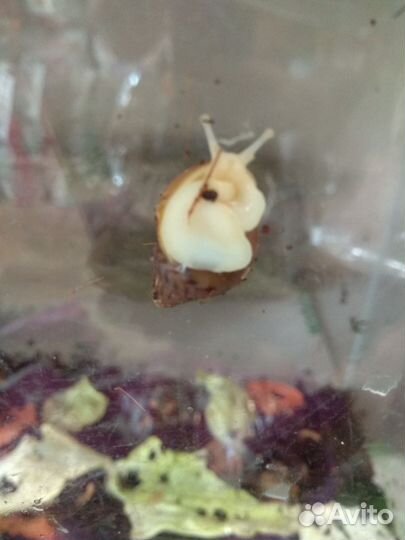 Улитки ахатины