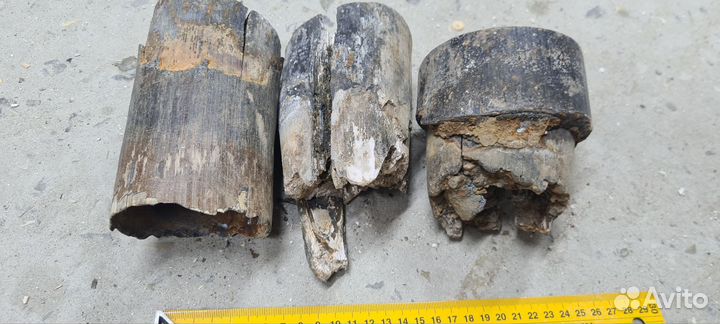 Бивень мамонта