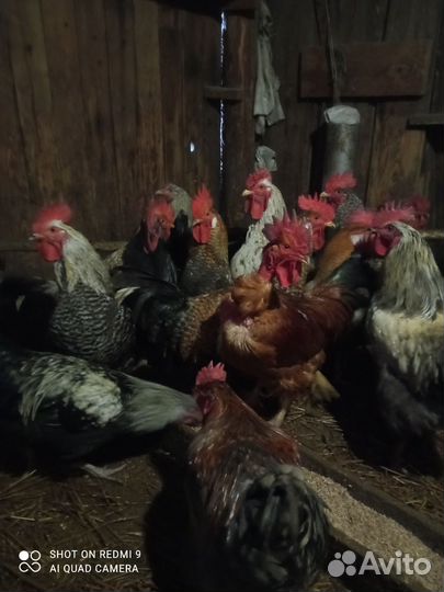 Молодые петушки