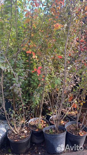 Бирючина h 120