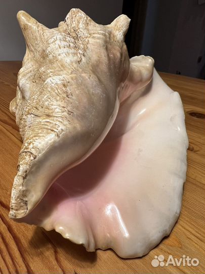 Ракушки раковины