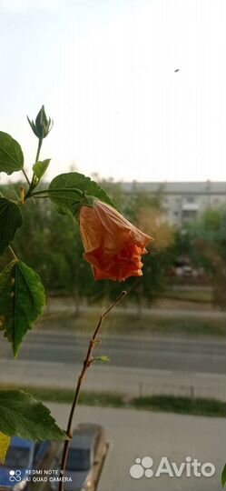 Гибискус сортовой махровый желто - оранжевый