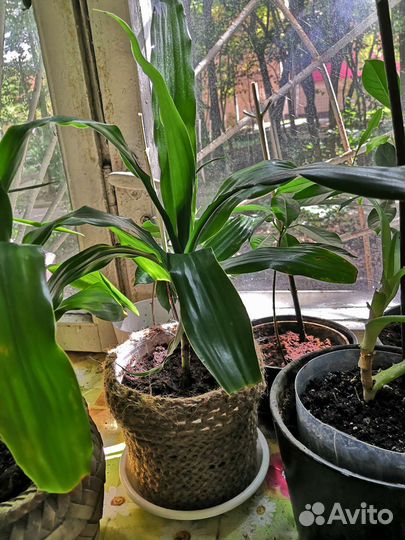 Драцена душистая, ростки фикуса бонсай и др